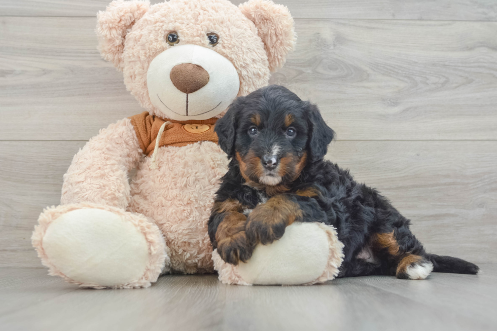 Funny Mini Bernedoodle Poodle Mix Pup