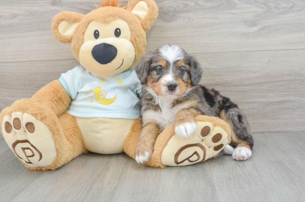 5 week old Mini Bernedoodle Puppy For Sale - Lone Star Pups