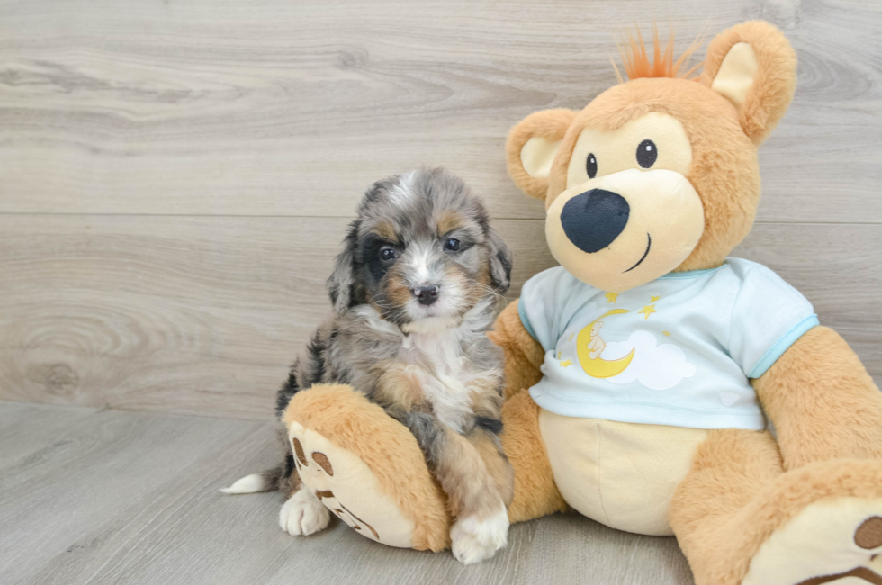 5 week old Mini Bernedoodle Puppy For Sale - Lone Star Pups