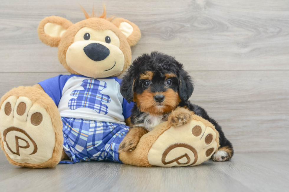 7 week old Mini Bernedoodle Puppy For Sale - Lone Star Pups