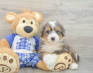 7 week old Mini Bernedoodle Puppy For Sale - Lone Star Pups