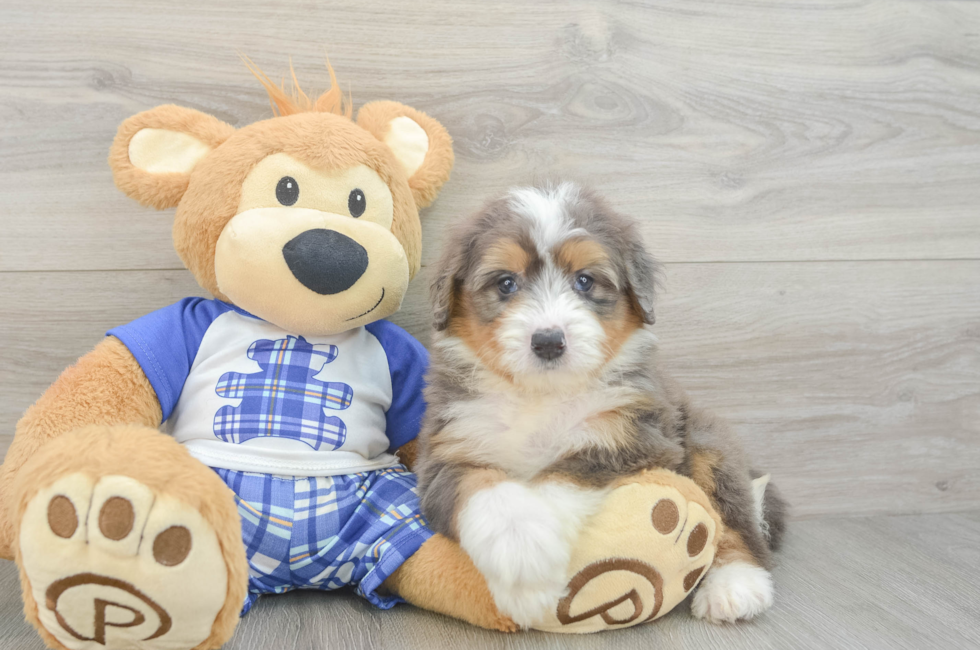 5 week old Mini Bernedoodle Puppy For Sale - Lone Star Pups
