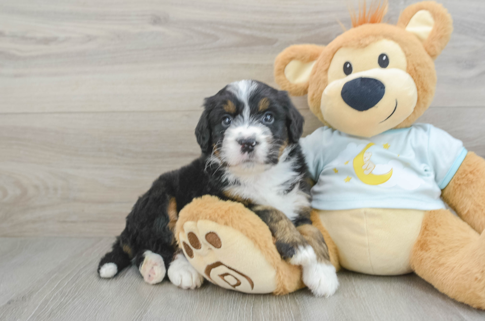 5 week old Mini Bernedoodle Puppy For Sale - Lone Star Pups