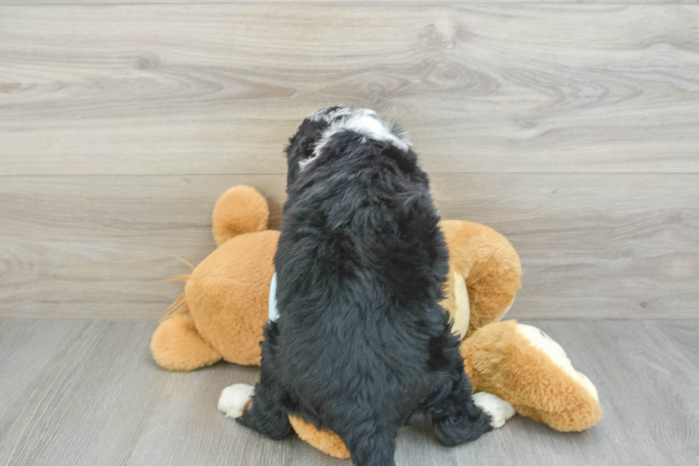 Mini Bernedoodle Puppy for Adoption