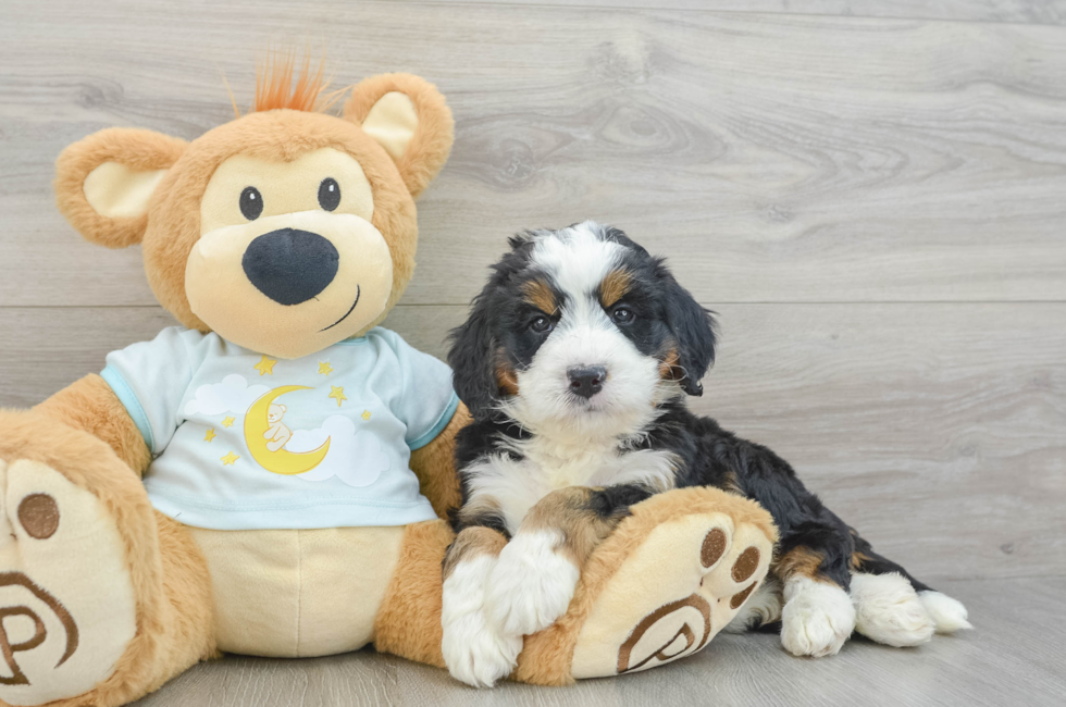 5 week old Mini Bernedoodle Puppy For Sale - Lone Star Pups