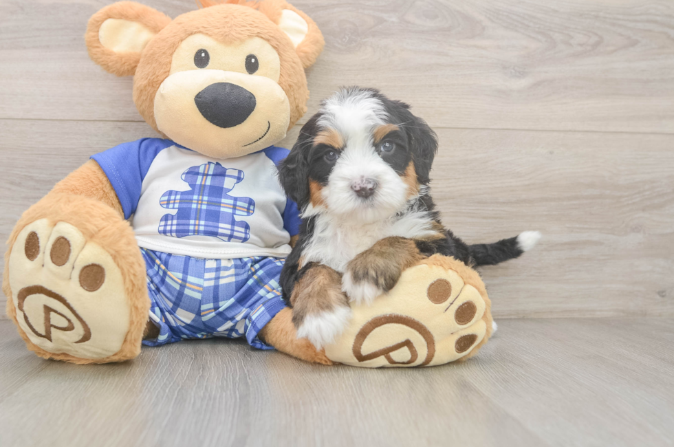 5 week old Mini Bernedoodle Puppy For Sale - Lone Star Pups