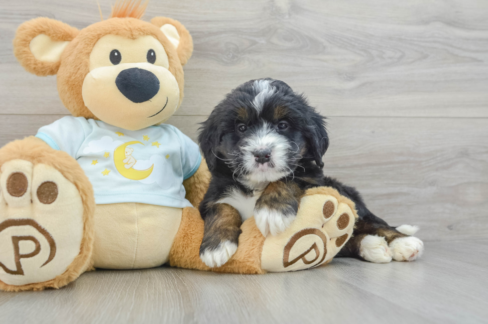 5 week old Mini Bernedoodle Puppy For Sale - Lone Star Pups