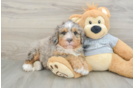 Best Mini Bernedoodle Baby
