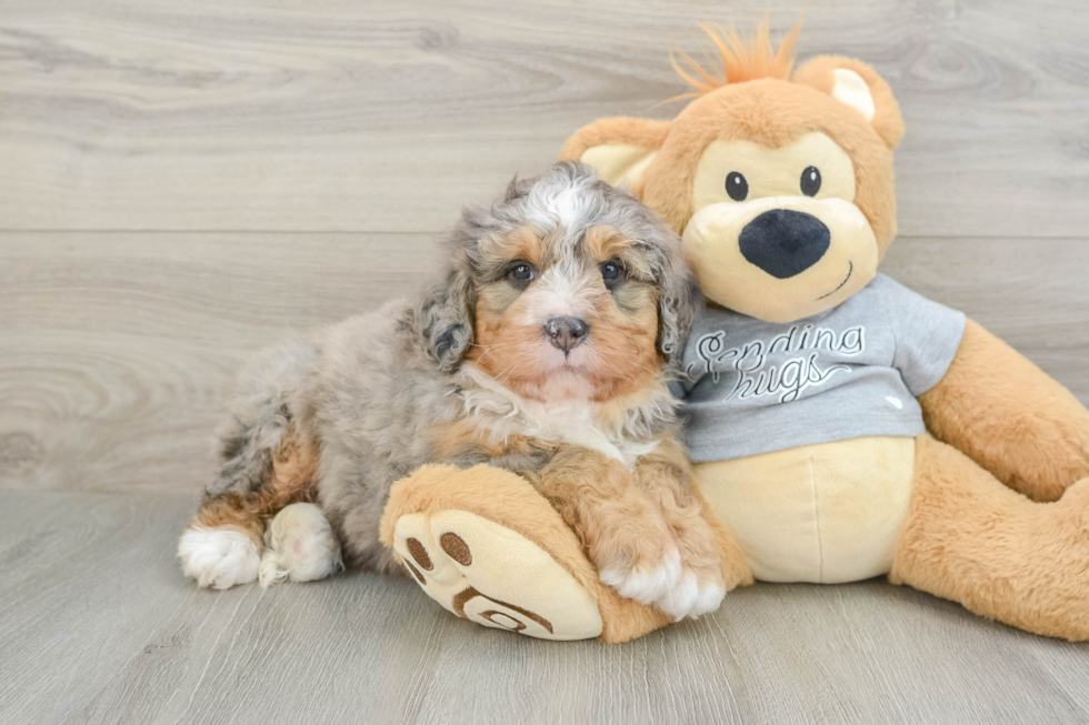 Best Mini Bernedoodle Baby