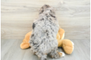 Popular Mini Bernedoodle Poodle Mix Pup