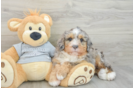 Mini Bernedoodle Puppy for Adoption