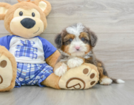 8 week old Mini Bernedoodle Puppy For Sale - Lone Star Pups