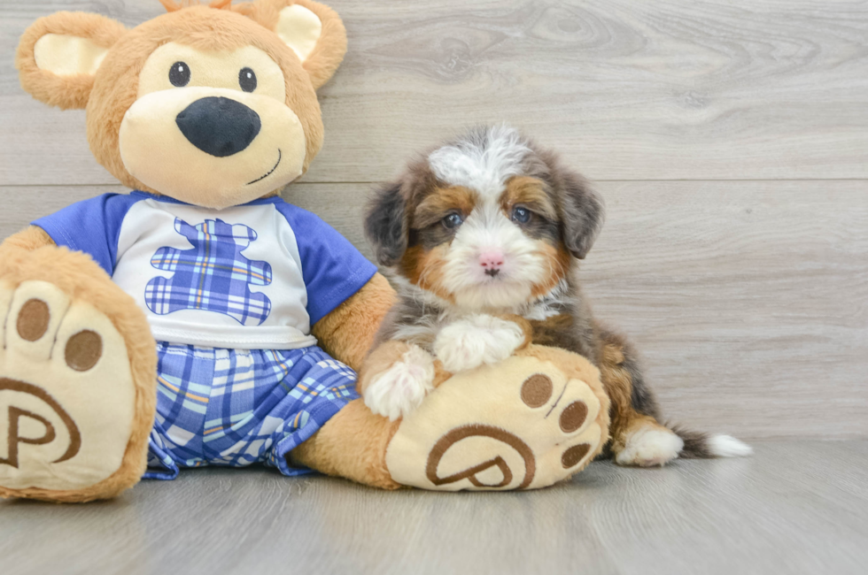 7 week old Mini Bernedoodle Puppy For Sale - Lone Star Pups