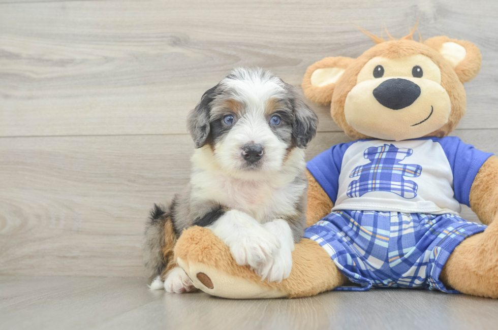 5 week old Mini Bernedoodle Puppy For Sale - Lone Star Pups