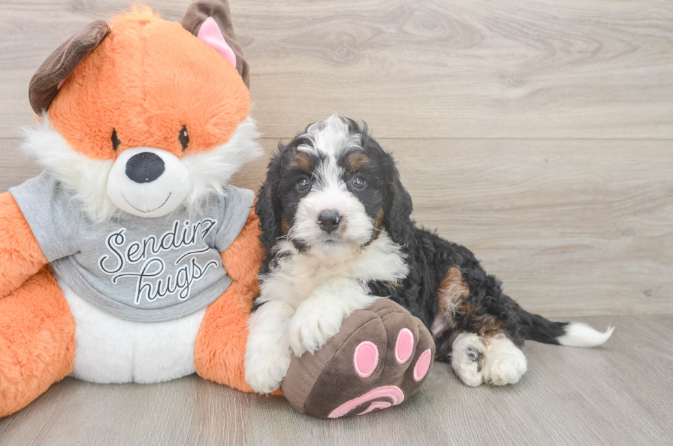 7 week old Mini Bernedoodle Puppy For Sale - Lone Star Pups