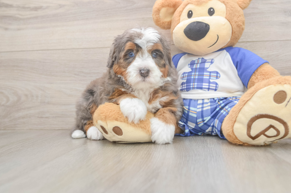 5 week old Mini Bernedoodle Puppy For Sale - Lone Star Pups