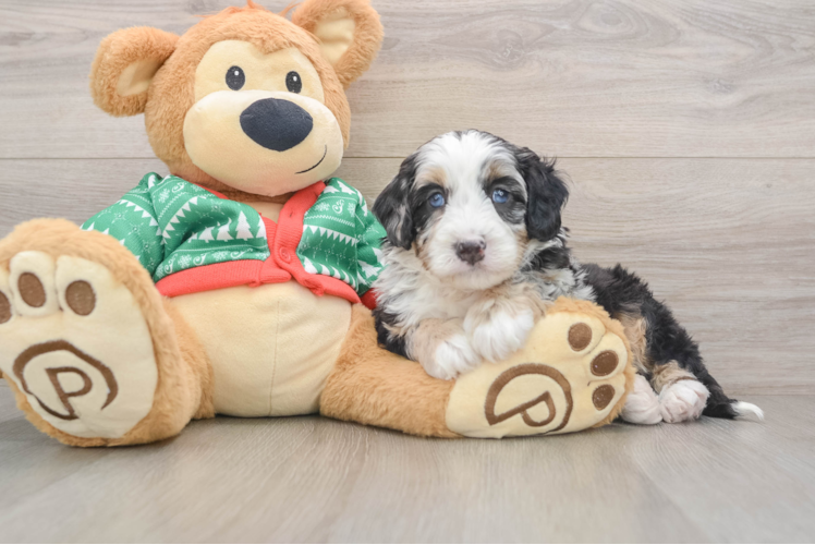 Mini Bernedoodle Pup Being Cute