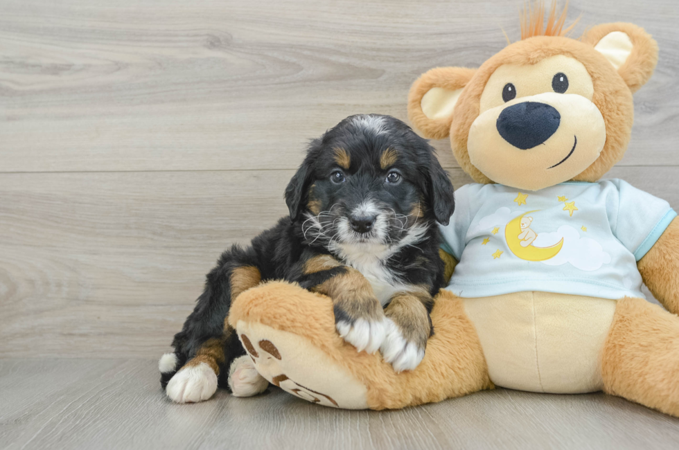 5 week old Mini Bernedoodle Puppy For Sale - Lone Star Pups