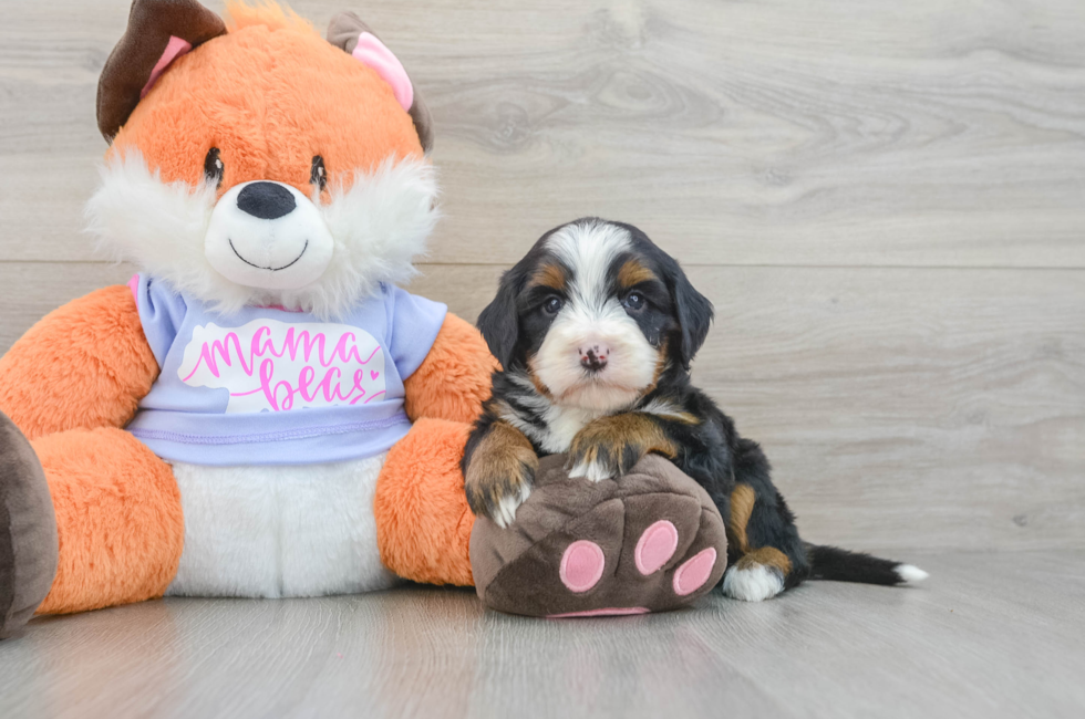 7 week old Mini Bernedoodle Puppy For Sale - Lone Star Pups