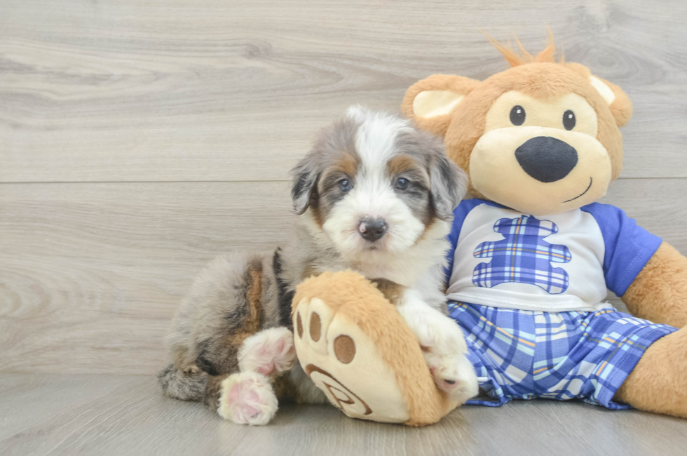 5 week old Mini Bernedoodle Puppy For Sale - Lone Star Pups