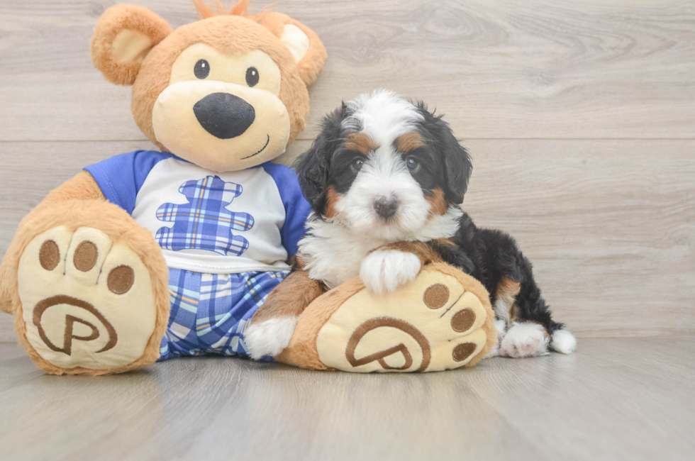 5 week old Mini Bernedoodle Puppy For Sale - Lone Star Pups