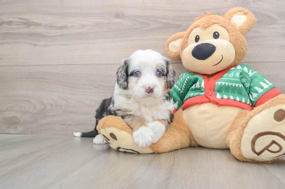5 week old Mini Bernedoodle Puppy For Sale - Lone Star Pups