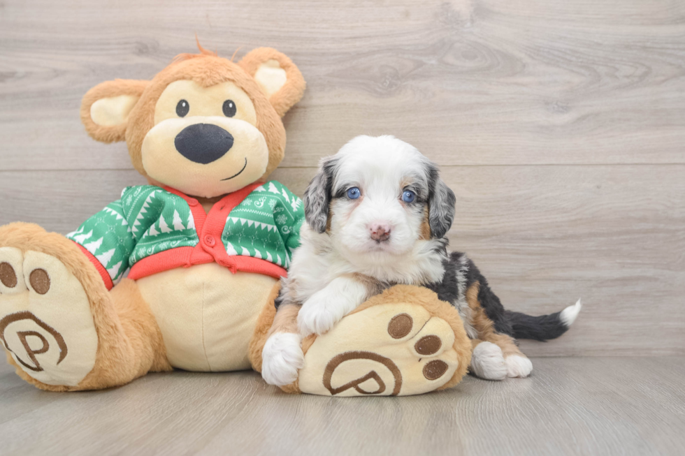 Mini Bernedoodle Pup Being Cute