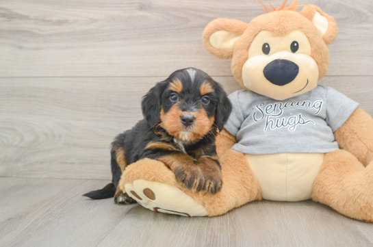 Smart Mini Bernedoodle Poodle Mix Pup