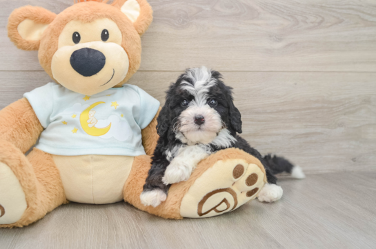 Friendly Mini Bernedoodle Baby