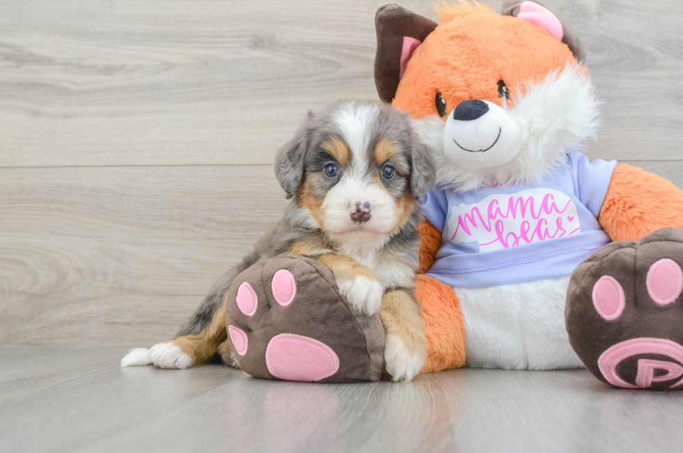 7 week old Mini Bernedoodle Puppy For Sale - Lone Star Pups