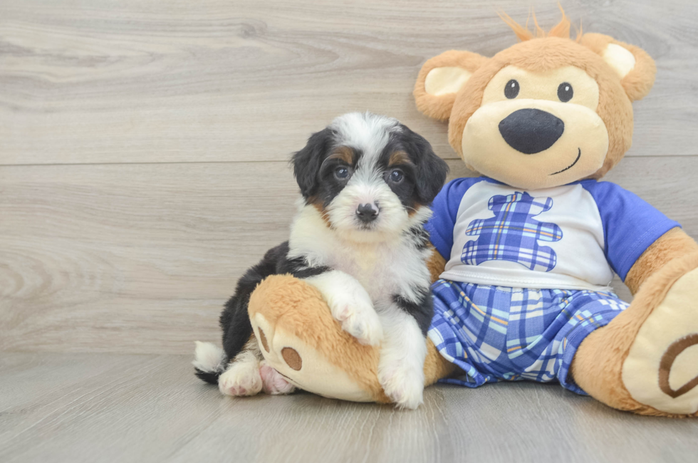 5 week old Mini Bernedoodle Puppy For Sale - Lone Star Pups
