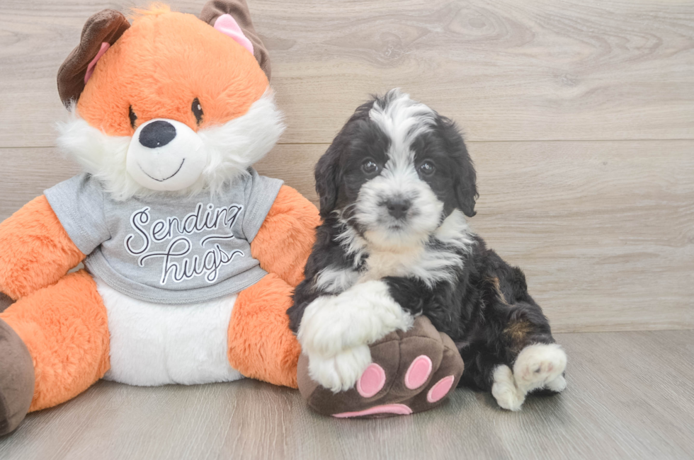 7 week old Mini Bernedoodle Puppy For Sale - Lone Star Pups