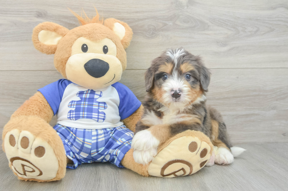 5 week old Mini Bernedoodle Puppy For Sale - Lone Star Pups
