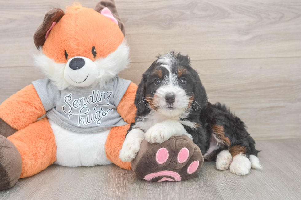 7 week old Mini Bernedoodle Puppy For Sale - Lone Star Pups