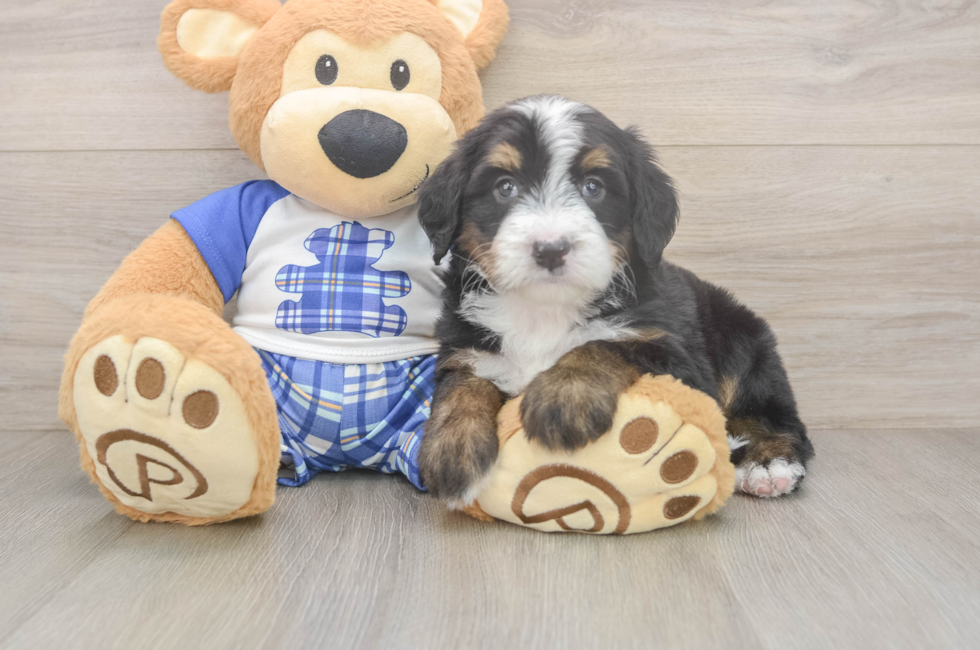 5 week old Mini Bernedoodle Puppy For Sale - Lone Star Pups