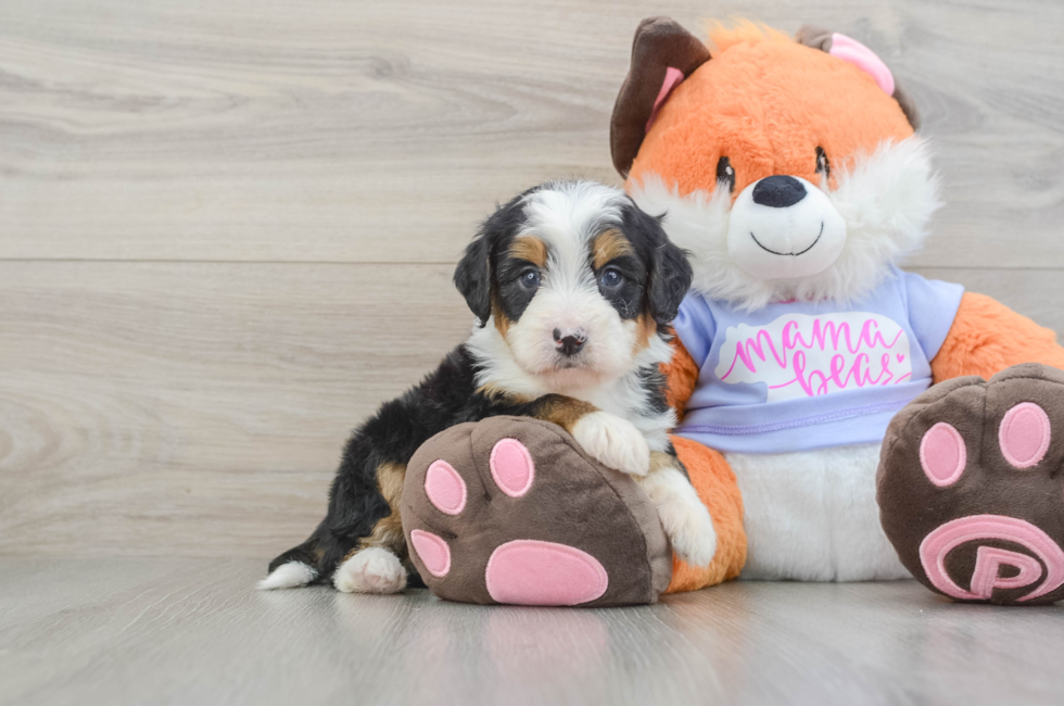 7 week old Mini Bernedoodle Puppy For Sale - Lone Star Pups