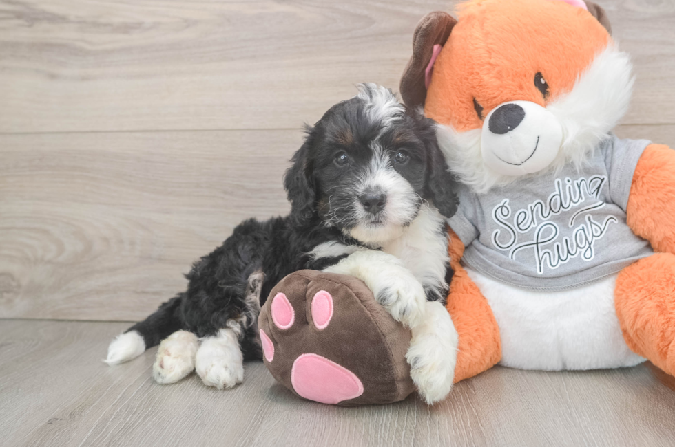 6 week old Mini Bernedoodle Puppy For Sale - Lone Star Pups