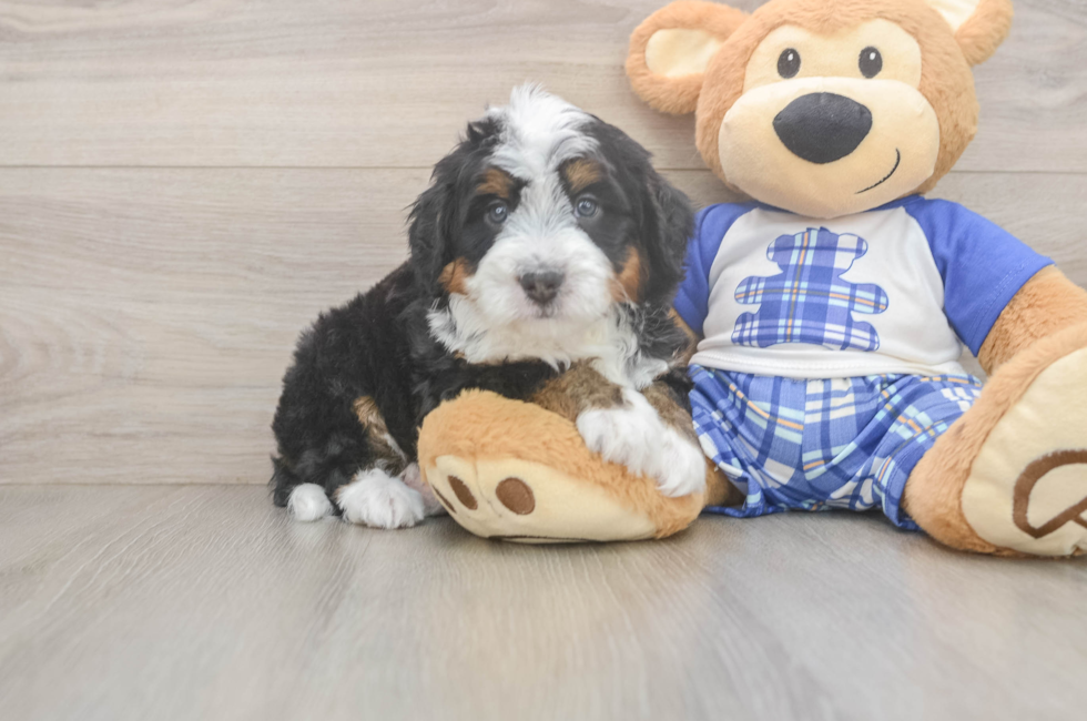 5 week old Mini Bernedoodle Puppy For Sale - Lone Star Pups