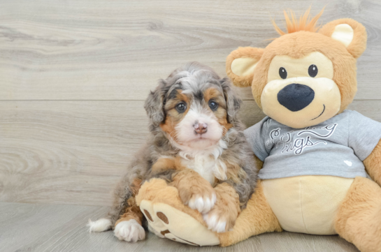 Best Mini Bernedoodle Baby