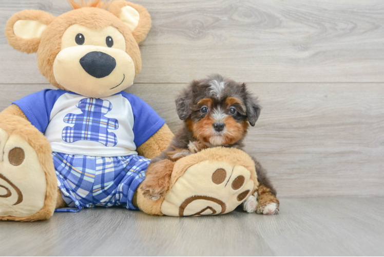 Mini Bernedoodle Pup Being Cute