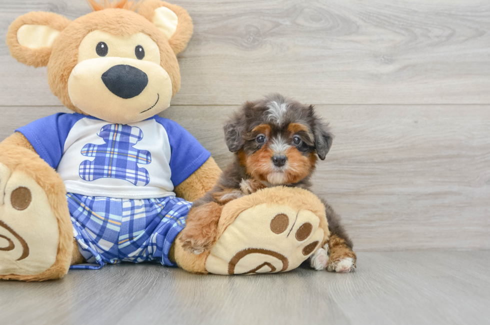 7 week old Mini Bernedoodle Puppy For Sale - Lone Star Pups