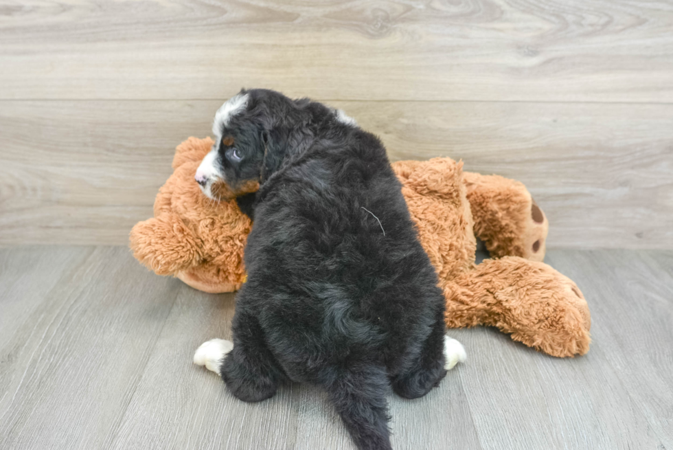 Popular Mini Bernedoodle Poodle Mix Pup