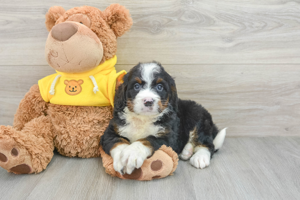 Mini Bernedoodle Pup Being Cute