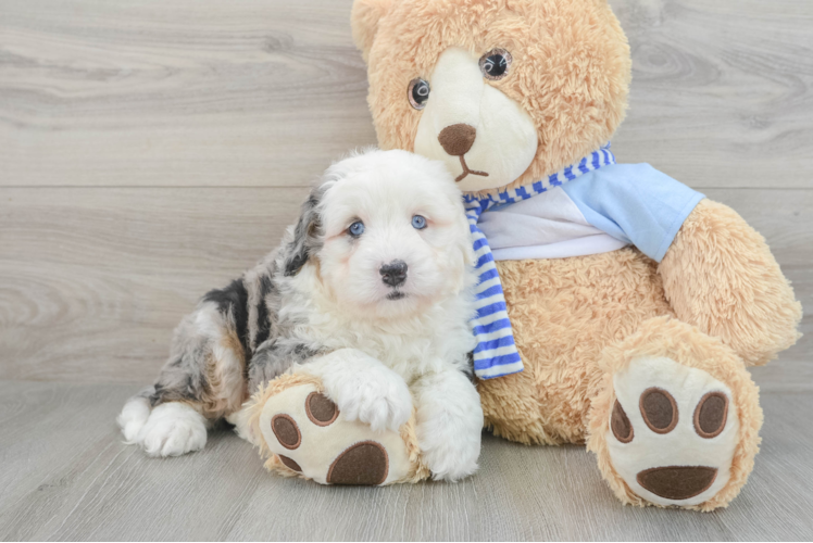 Sweet Mini Bernedoodle Baby