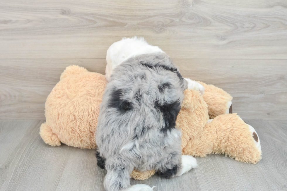 Energetic Mini Bernesepoo Poodle Mix Puppy