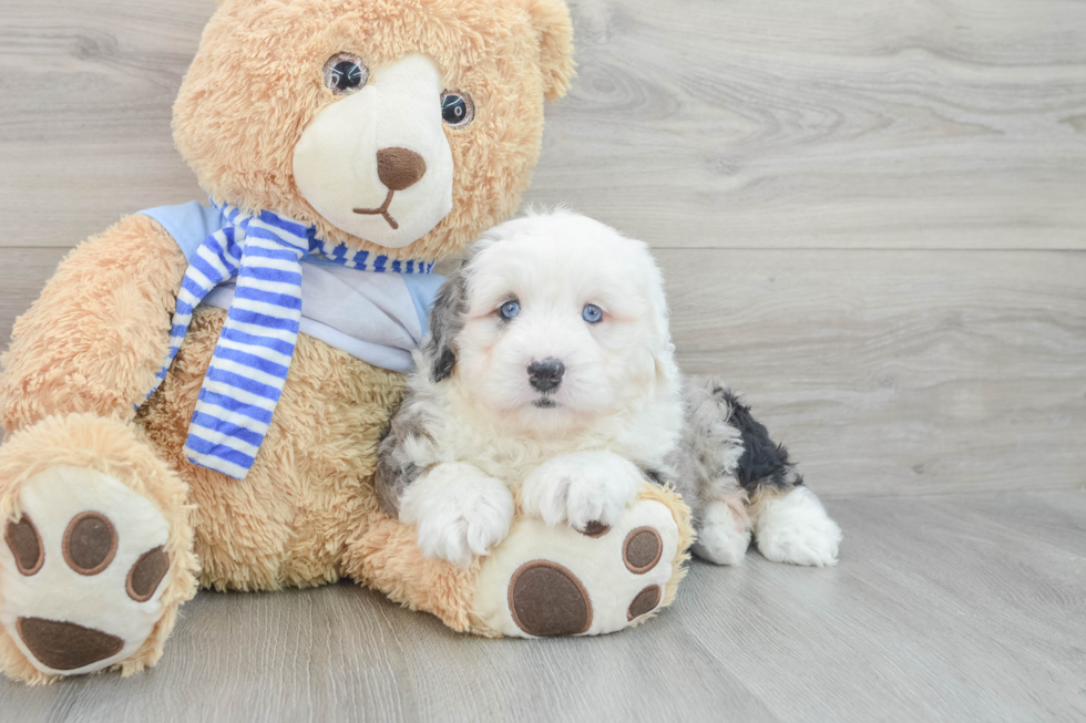 Mini Bernedoodle Puppy for Adoption