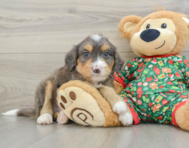 6 week old Mini Bernedoodle Puppy For Sale - Lone Star Pups