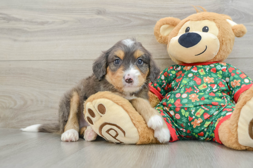 5 week old Mini Bernedoodle Puppy For Sale - Lone Star Pups