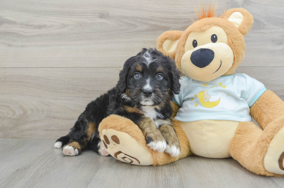 5 week old Mini Bernedoodle Puppy For Sale - Lone Star Pups