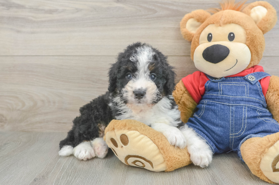 6 week old Mini Bernedoodle Puppy For Sale - Lone Star Pups